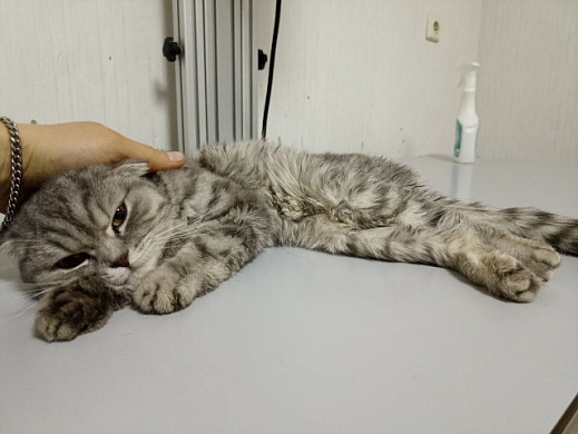 «Майский день» спасает вислоухую кошечку с переломом таза